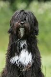 TERRIER DU TIBET 080